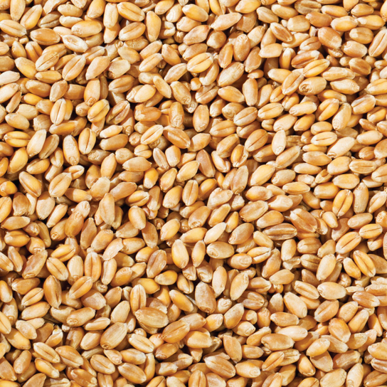 Wheat 2kg