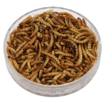 Dried Mealworm 200g