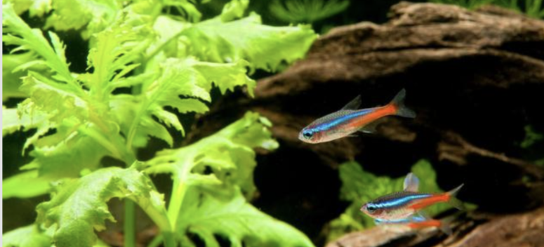 Neon Tetra M (In store purchase only)