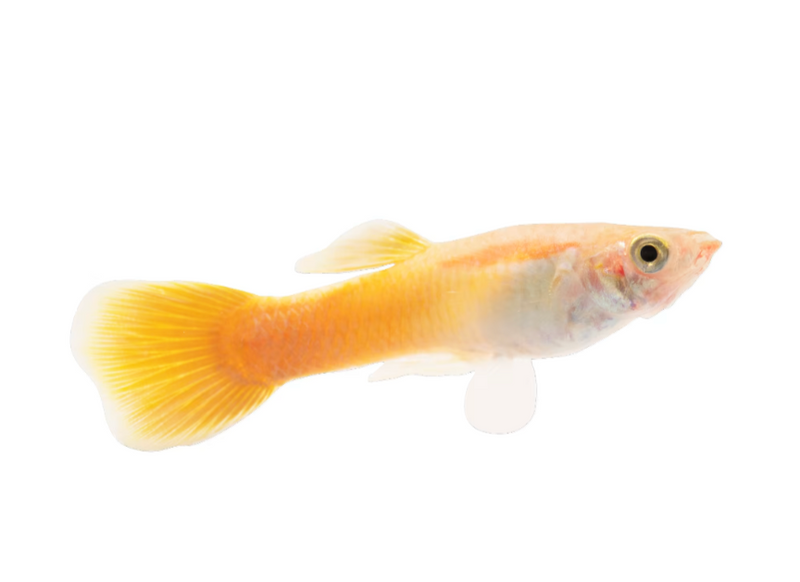 Guppy Assorted Male ML (In store purchase only)