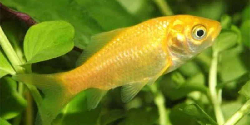 Goldfish Lemon 2-3" ( In store purchase only )