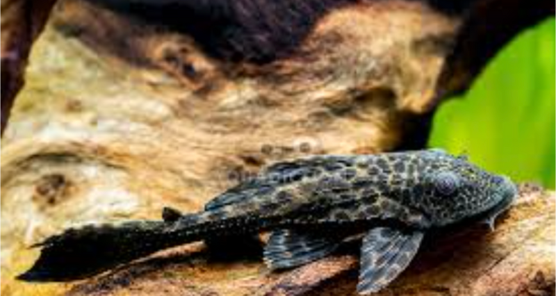 Plecostomus ( in store purchase only)