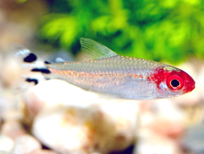 Rummy Nose Tetra ( In Store purchase only)