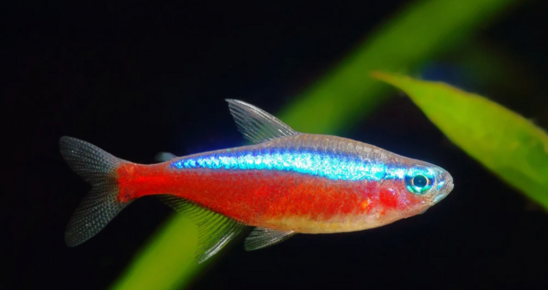 Cardinal Tetra M/L ( In Store purchase only)