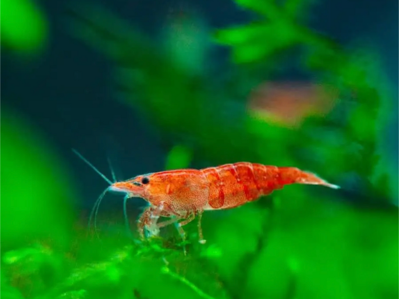 Cherry Shrimp M ( In Store purchase only)