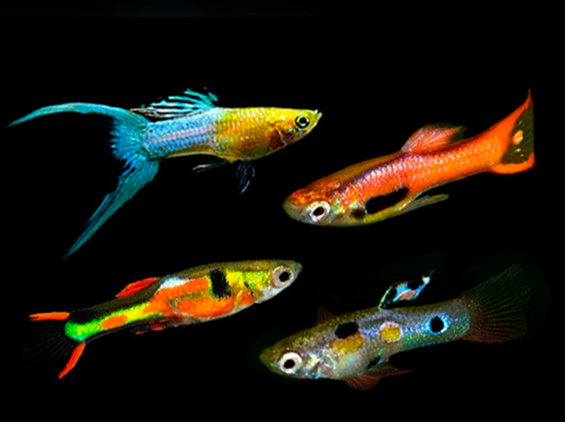 Assorted Endler Guppies M/L ( In Store purchase only)