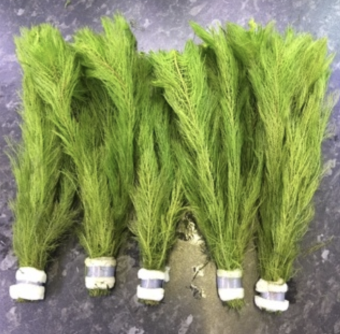 MYRIOPHYLLIM RED/GREEN BUNCH ( In store purchase only)