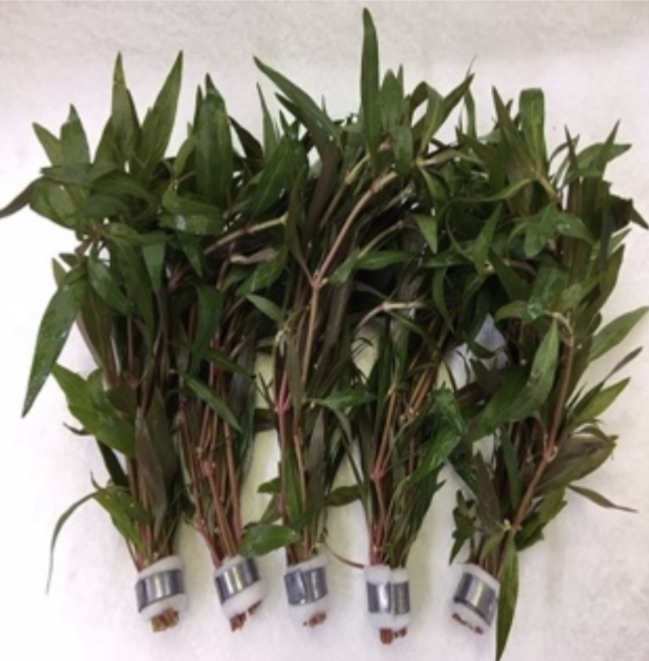 ALTERNANTHERA REINECKII BUNCH ( In store purchase only)