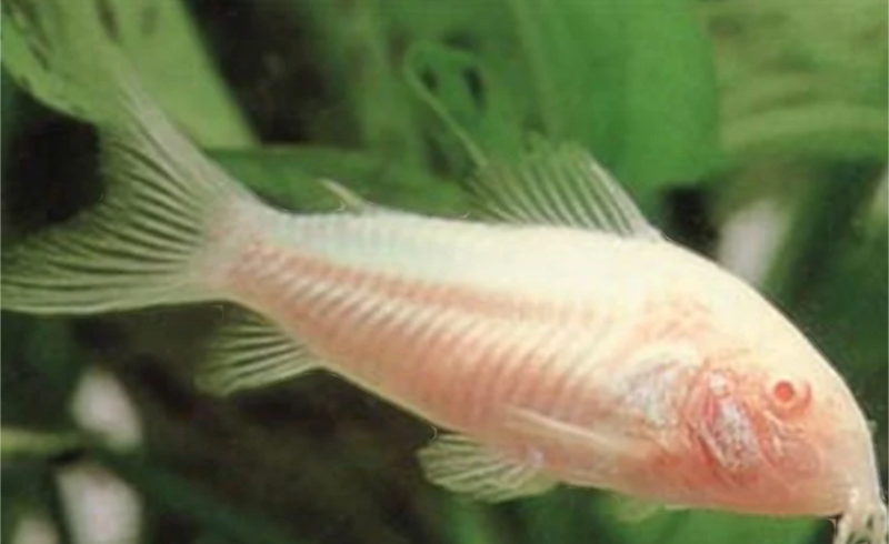 Albino Corydoras