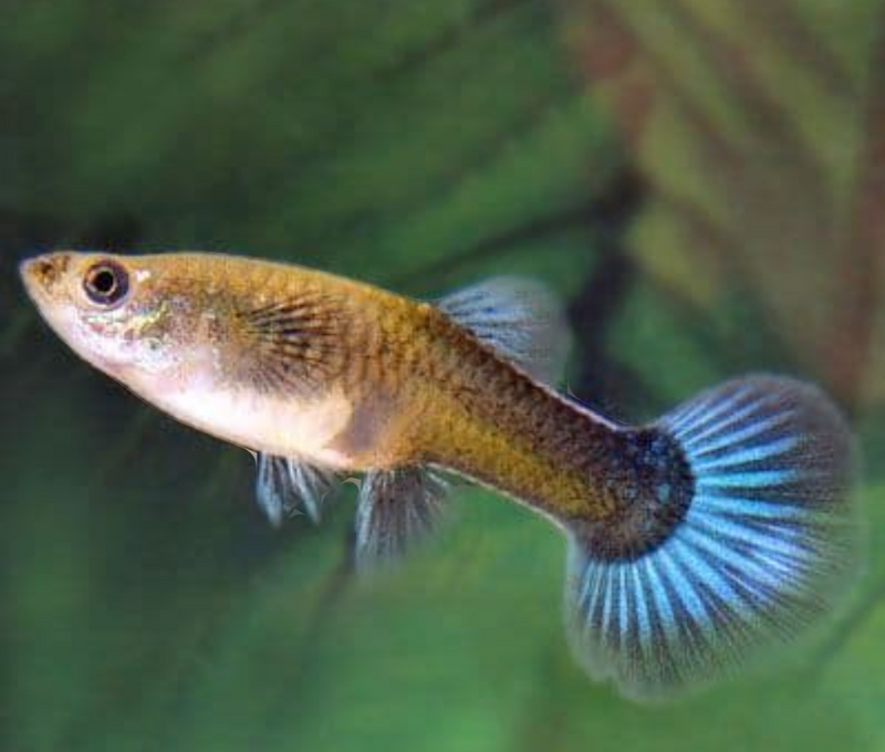 Female Guppies ( In Store purchase only)