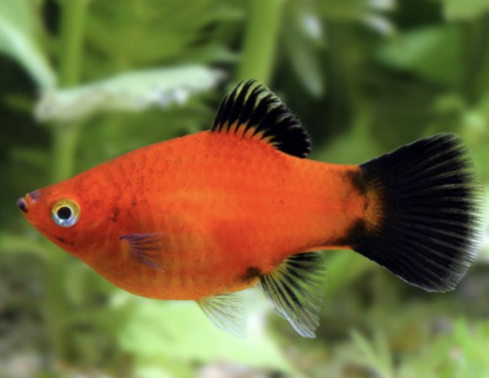 Assorted Platy ML ( In Store Purchase Only )