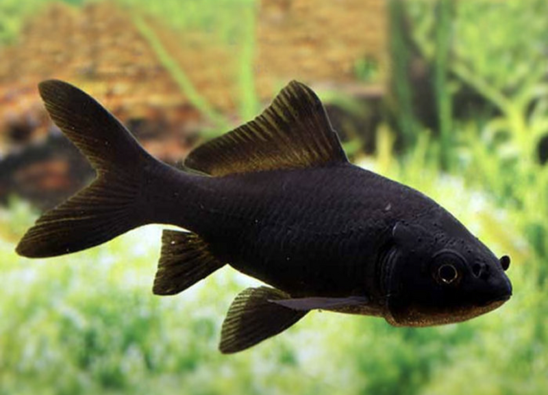 Black goldfish 2-3" ( in store purchase only)