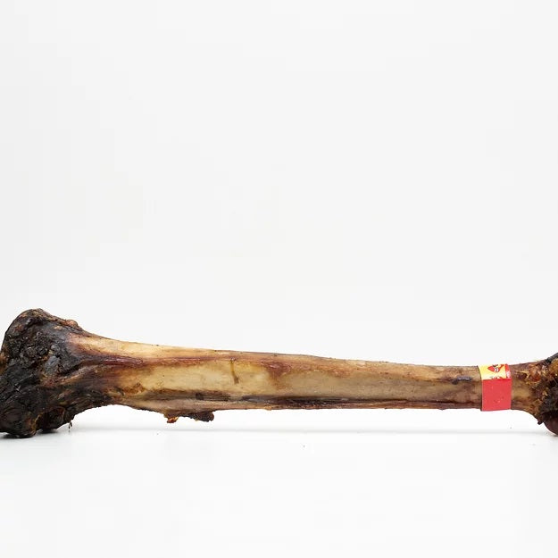 Ostrich Caveman Bone over 50cm