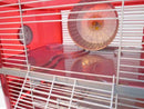 Fantazia Plastic Large Dwarf Hamster Cage - Red and Silver