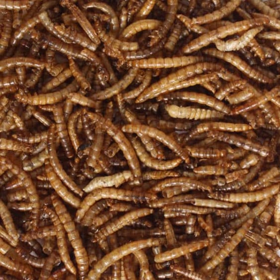 Dried Mealworm 400g