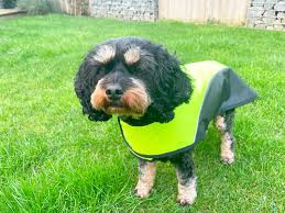 Go Walk Hi Viz Dog Coat Large