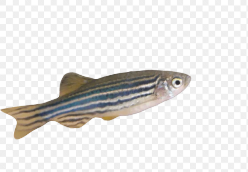 Zebra Danio ( In store purchase only)