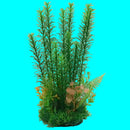 Aquarium Plant