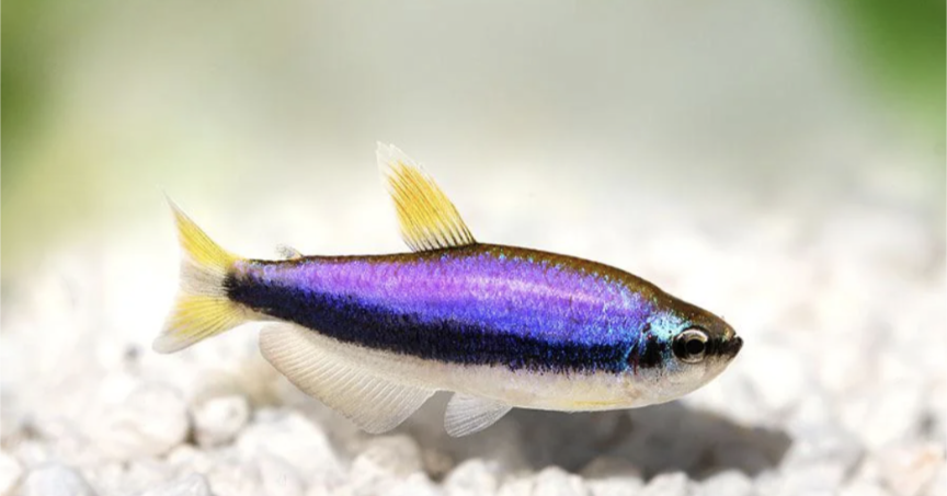 Emperor Purple Tetra ( In store purchase only)