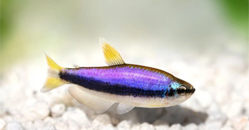 Emperor Purple Tetra ( In store purchase only)