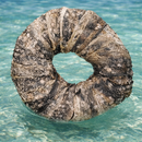 Fish Skin Ring - Large Air Dried