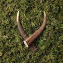 Antos Antler - Medium