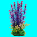 Aquarium Plant