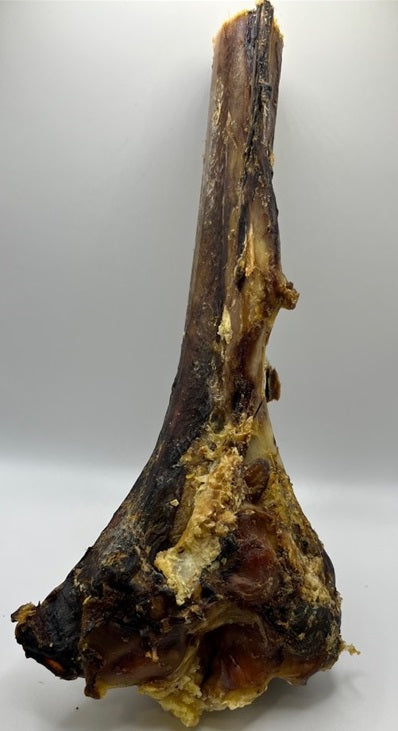 Ostrich Tibia Bone Large