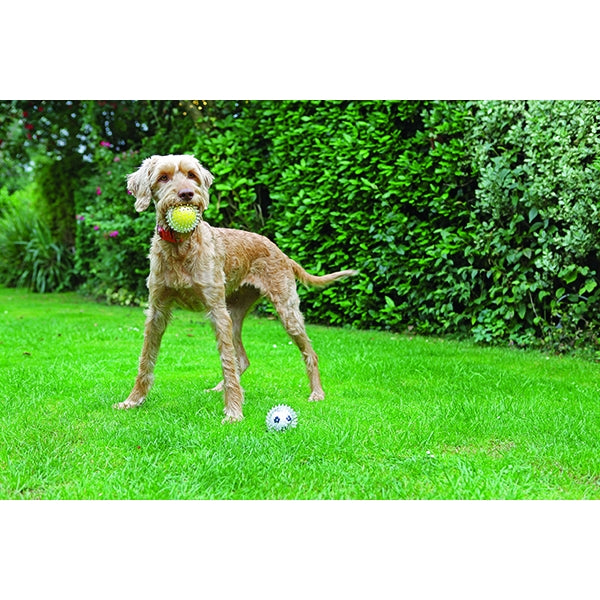 Catch and Play Rubber Ball Dog Toy