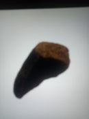 Meat Filled Hoove Natural Dog Treat