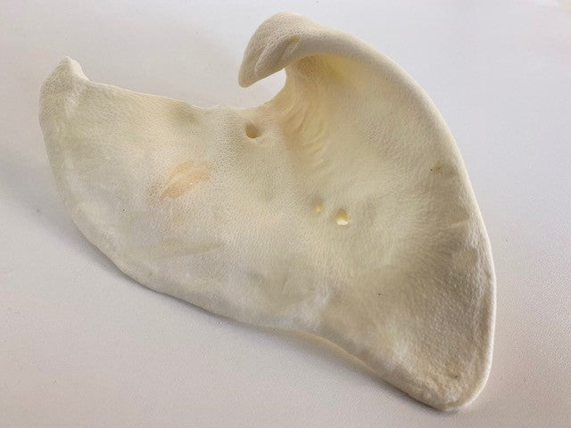 Puffed Pigs Ear - Large